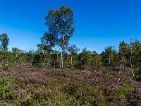 Blühende Besenheide und Birkenwald wohin man blickt